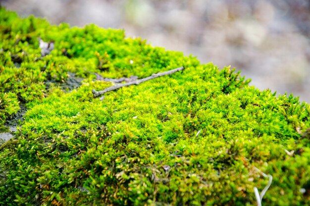 Dik groen mos nestelde zich op een boomstam Bos op een boomstam