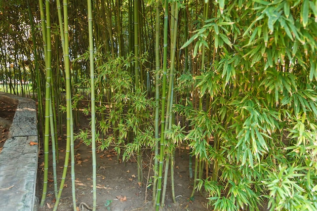 Dik struikgewas van jonge bamboe.