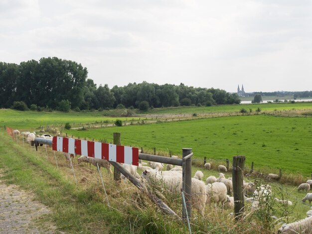 dike at the rhine