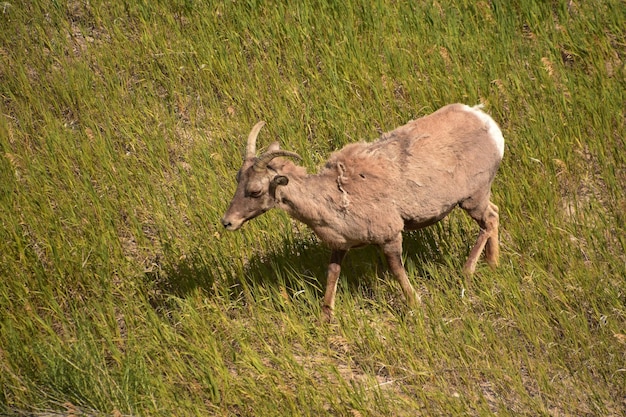 Foto dikhoornschapen op een kleine open plek in een veld