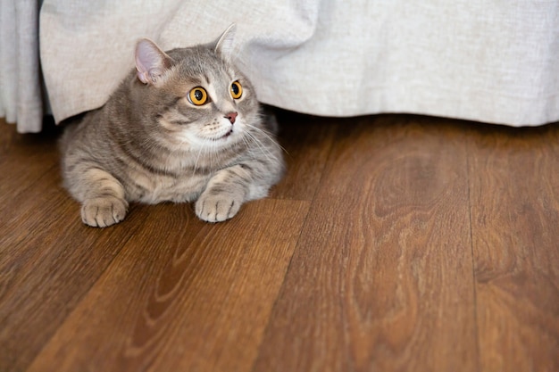 dikke Britse kat ligt op de grond onder het gordijn en kijkt opzij