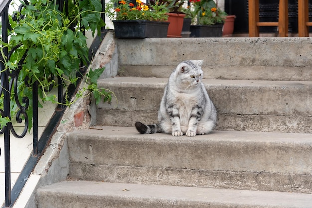 Dikke grijze kat op de trappen van het huis