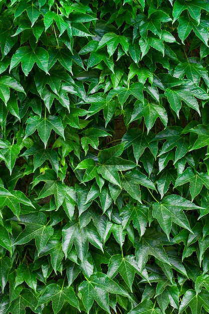 Dikke groene klimopbladeren in een tuin