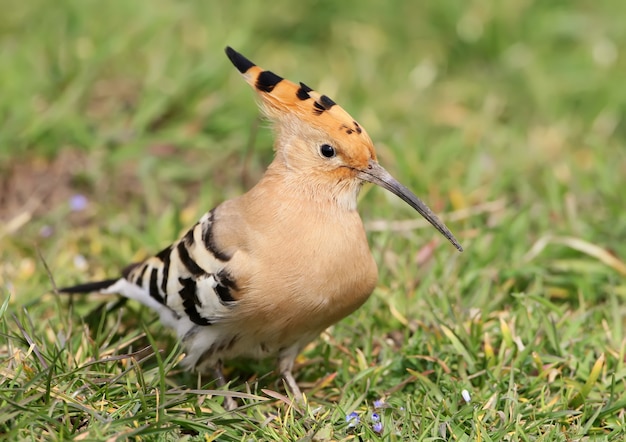 Dikke hop op de grond.