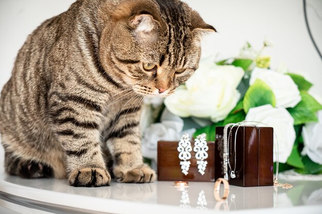 Dikke kat speelt met trouwringen en accessoires op tafel