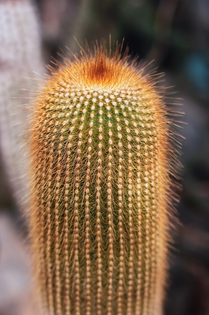 Dikke lange cactus met felrode pluizige naalden