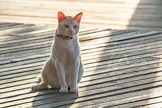 Dikke mannelijke aziatische kat liggend op de houten vloer met belichtingslicht achter.