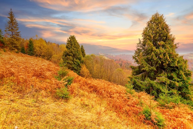 Dikke mist bedekte het valleibos Majestueus herfstlandschap Berk met oranje bladeren en gouden gras Locatieplaats Karpaten nationaal park Oekraïne Europa