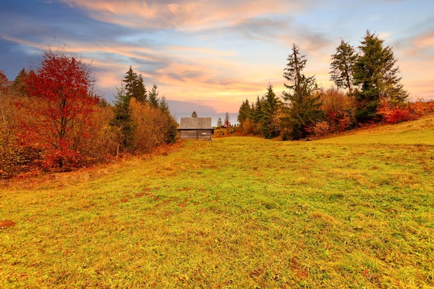 Dikke mist bedekte het valleibos Majestueus herfstlandschap Berk met oranje bladeren en gouden gras Locatieplaats Karpaten nationaal park Oekraïne Europa