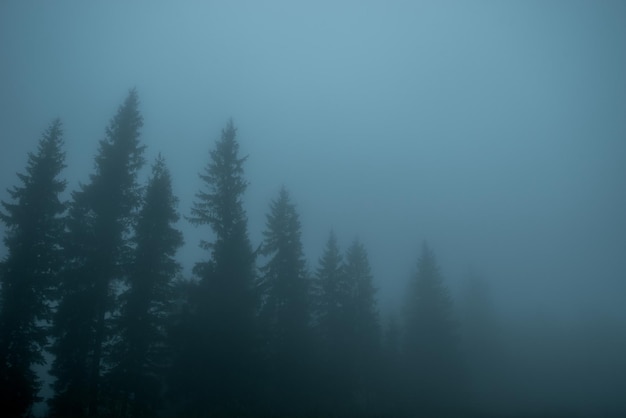 Dikke mist en bomen