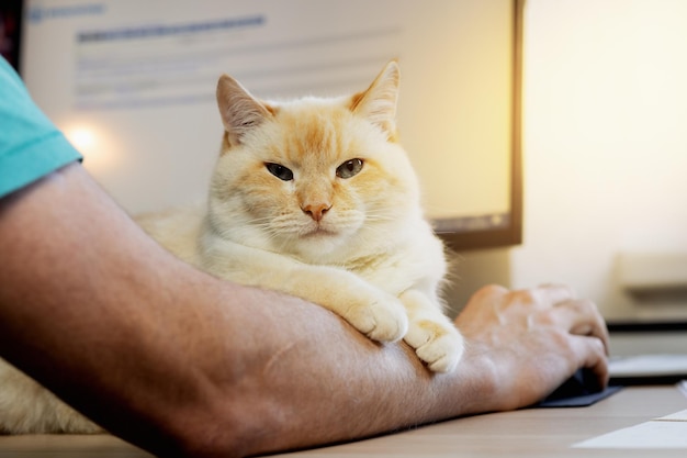 Dikke mooie rode en witte gelukkige kat die op de hand van de eigenaar rust