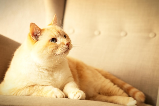 Dikke mooie rode en witte gelukkige kat die van het leven geniet