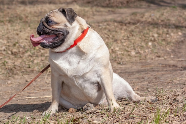 Dikke mopshond zit in het bos in een grappige pose Open mond en lange tong Kijkt naar de zijkant