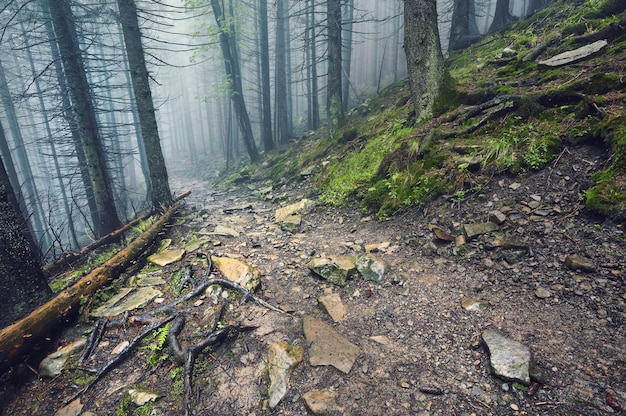 Dikke ochtendmist in het zomerbos dikke ochtendmist in het bos bij vijver Ochtendlandschap in de zomer dikke mist dichte mist in de ochtend vroeg ochtendbos verstopt in de mist