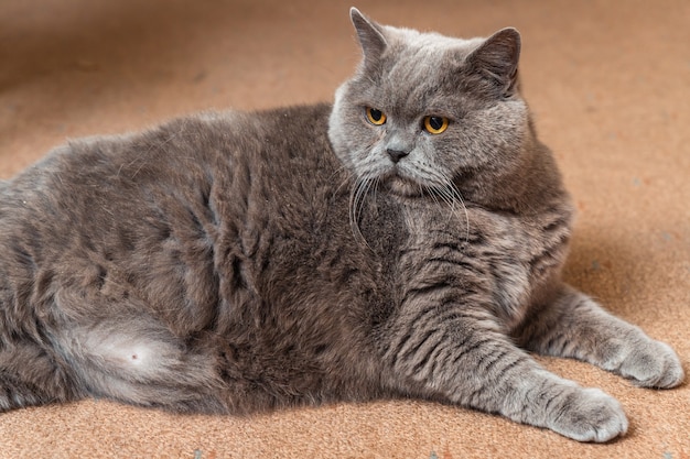 Dikke pluizige Britse kat die op de vloer ligt