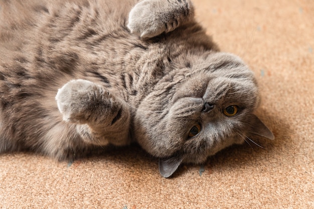 Dikke pluizige Britse kat die op de vloer ligt