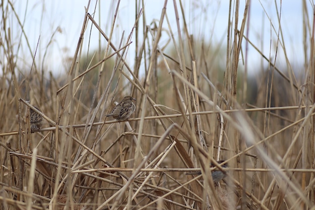 Foto dikke pluizige mus op de takken van droog riet