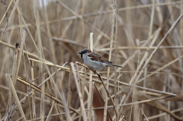 dikke pluizige mus op de takken van droog riet