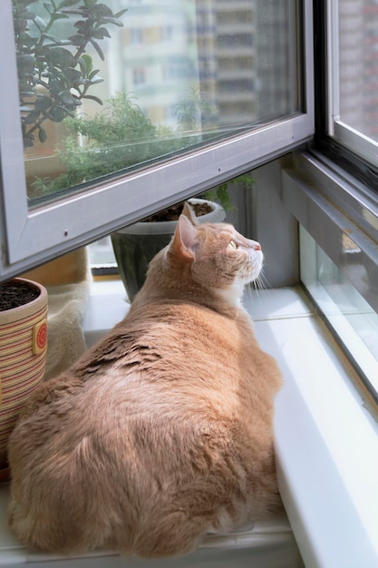 Dikke rode kat koestert zich in de zon op de vensterbank