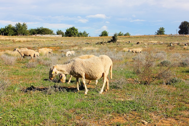 Dikke schapen op het gras in Antalya