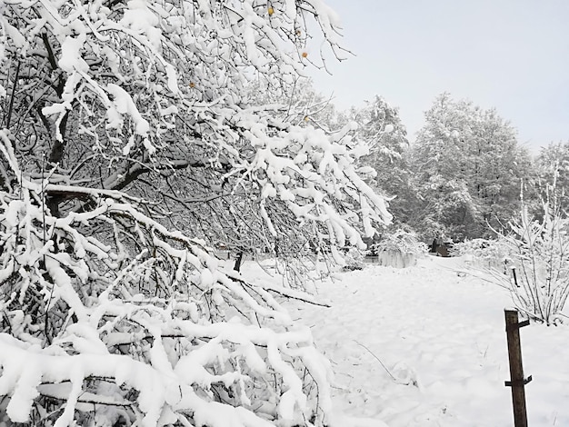 Dikke sneeuw op takken van struiken en bomen.