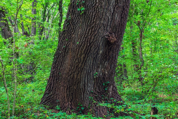 Dikke stam van een oude boom in een groen bos
