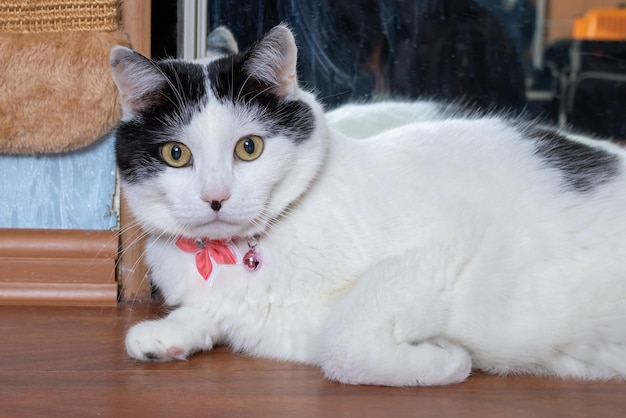 Dikke witte kat met roze vlinder portret close-up