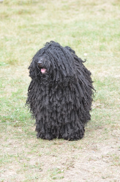 Dikke zwarte krullen op een puli-hond.