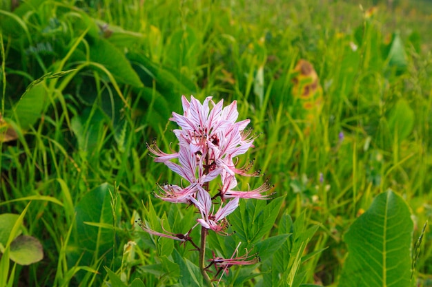 Diktamnus, asbloem of niet-gevangen struik. Wilde giftige bloem.