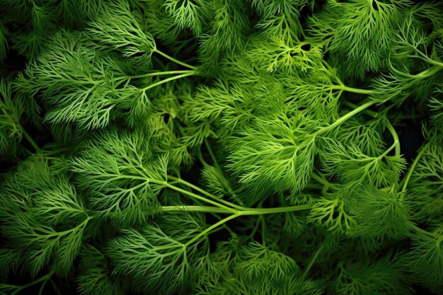 Dill as background