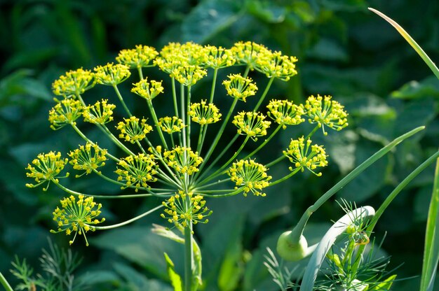 Photo dill blooms