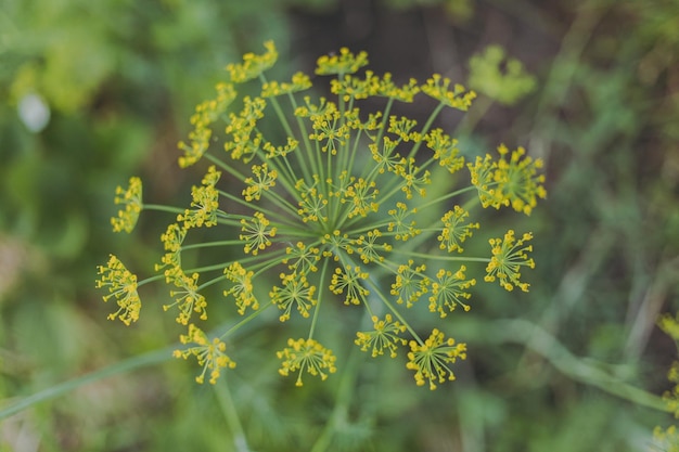 Dill blossoms on a green background