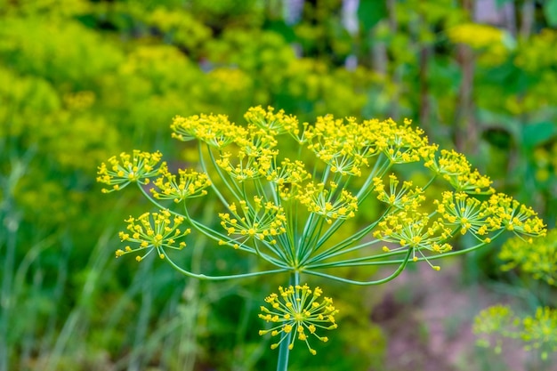 Photo dill dill bush flowering closeup