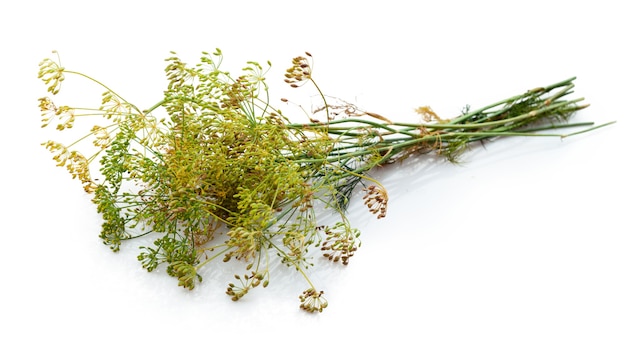 Dill flower isolated on white background