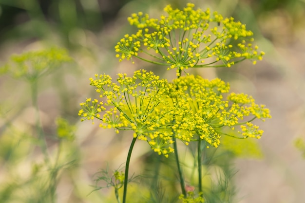 Dill flowers close up on a blurred background