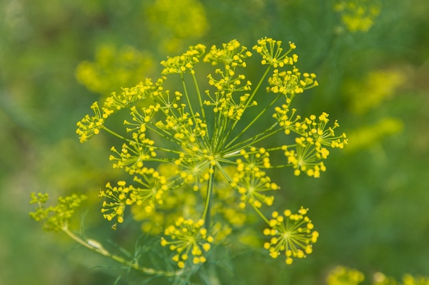 Dill flowers close up on a blurred background