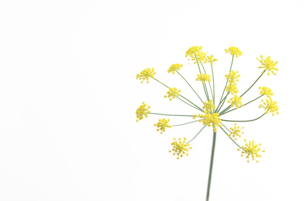 写真 コピースペースの白い背景のドール花