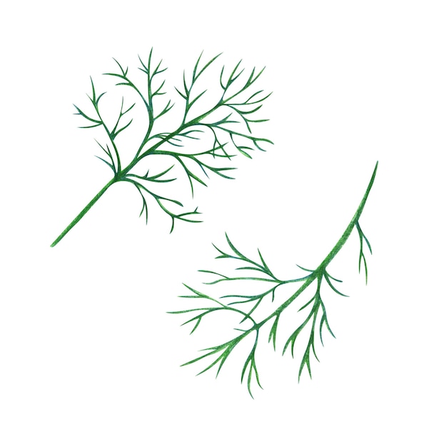 Dill greens drawn with colored pencils isolated on a white background