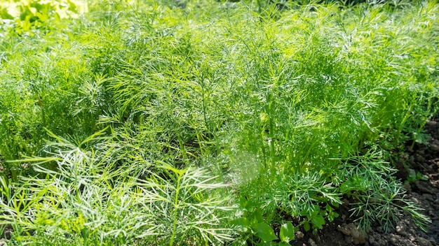 Dill greens grow in the garden