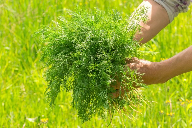 Aneto in mano. giardiniere di mani mani consumate dal lavoro. mani degli agricoltori con