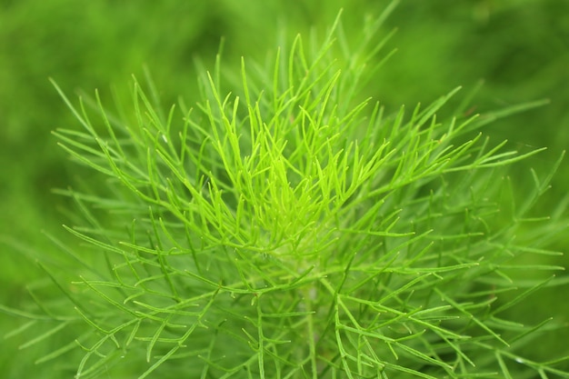 Photo dill herb in garden