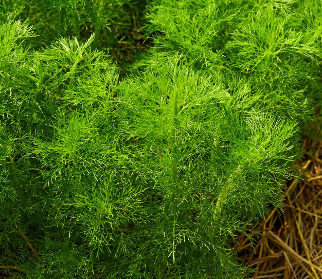 Dill. Herb leaf background