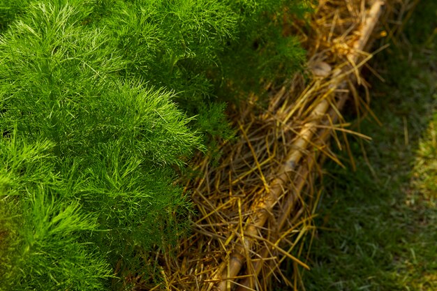 Dill. Herb leaf background