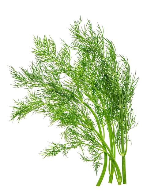 Dill herb leaf isolated on white background. food ingredient