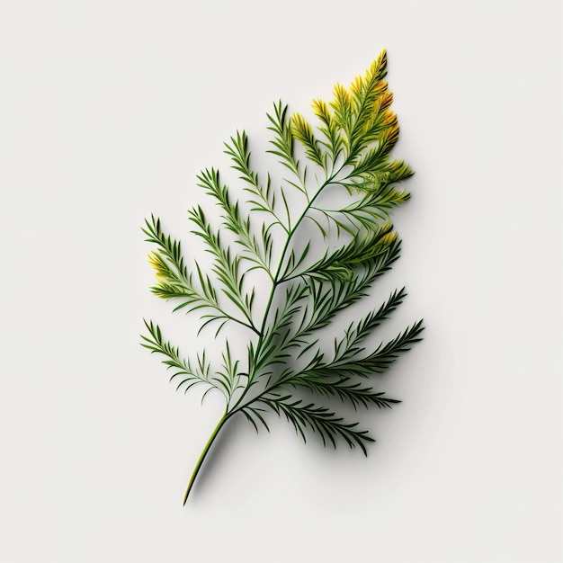 Dill Leaf branch in white simple background minimal