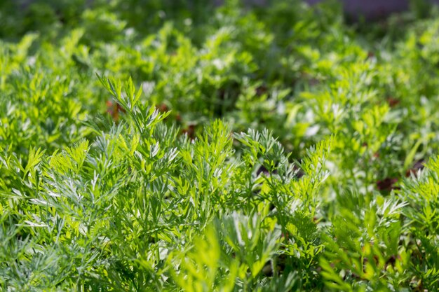 Photo dill leaves in dewdrops