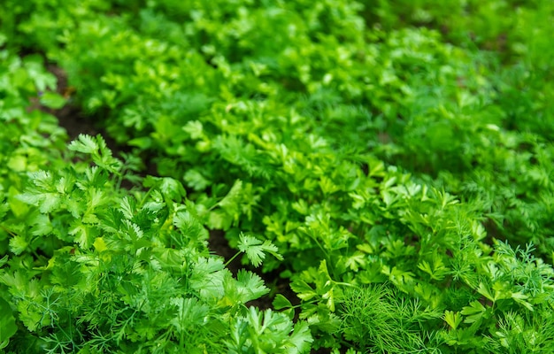 Dill parsley and cilantro grow in the garden Selective focus