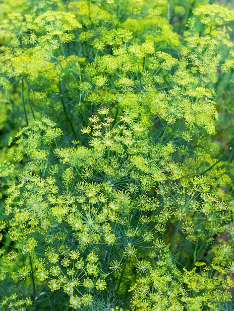 Foto pianta e fiore di aneto sullo sfondo verde