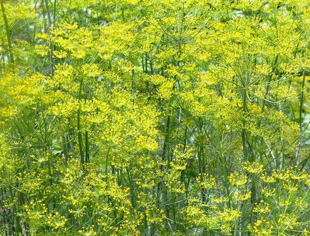 Pianta di aneto in giardino