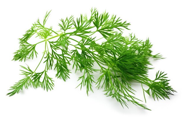 Dill plant white isolated background